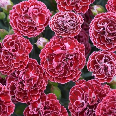 Dianthus x Fruit Punch® Cherry Vanilla