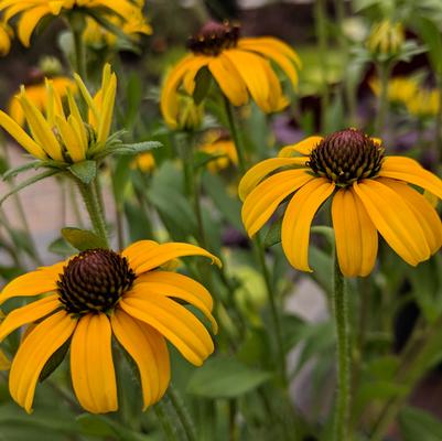 Rudbeckia x 'American Gold Rush'