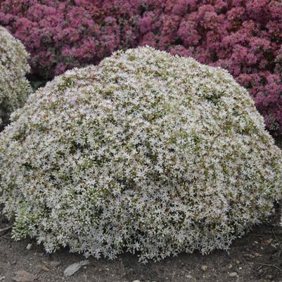 Sedum x Rock 'N Grow® Rock 'N Grow® 'Bundle of Joy'