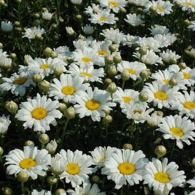 Leucanthemum superbum Amazing Daisies® Daisy May®