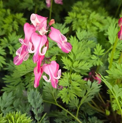 Dicentra x Sun Jewels™ 'Pink Diamonds'