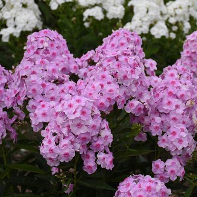 Phlox paniculata Luminary® 'Opalescence'