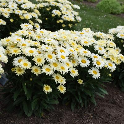 Leucanthemum superbum Amazing Daisies® 'Banana Cream II'