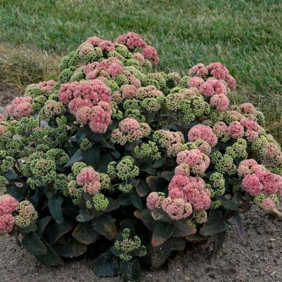 Sedum x Rock 'N Grow® 'Coraljade'