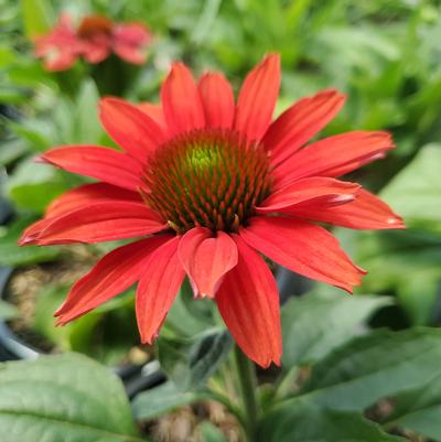 Echinacea x Color Coded® Frankly Scarlet