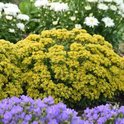 Sedum x Rock 'N Round™ 'Bright Idea'