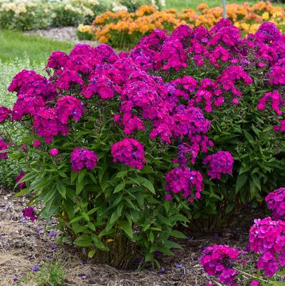 Phlox paniculata Luminary® 'Ultraviolet'