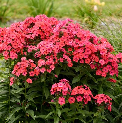Phlox paniculata Luminary® 'Sunset Coral'