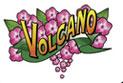 Volcano Phlox Volcano Phlox