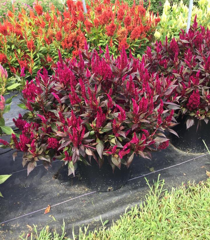 Celosia 'Kelos Fire Magenta'