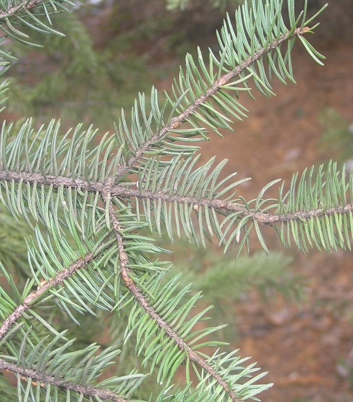 Picea meyeri