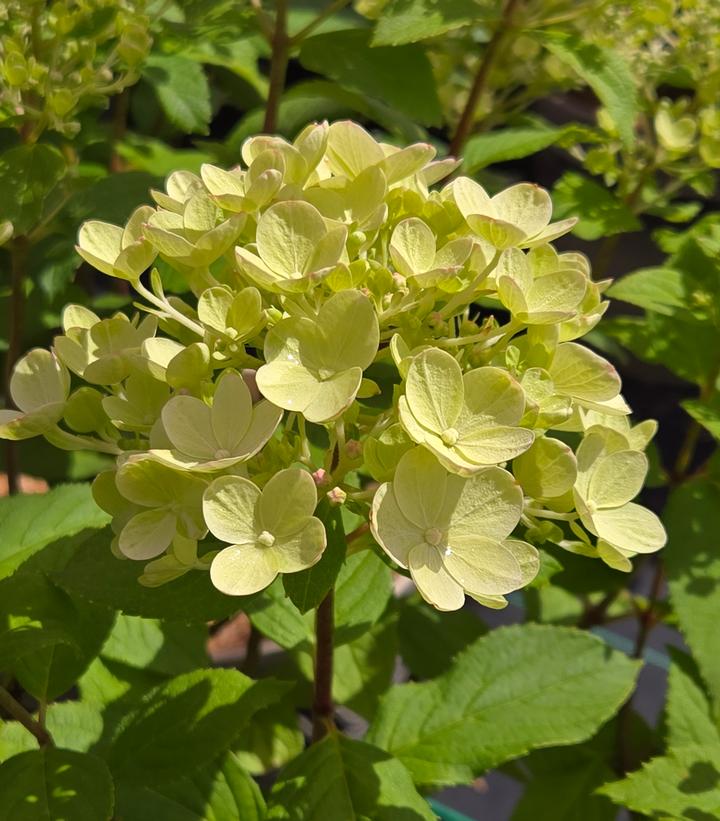 Hydrangea paniculata Panflora