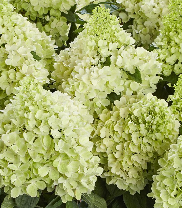 Hydrangea paniculata Panorama