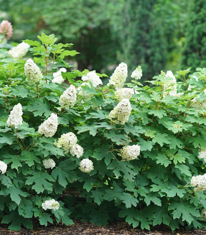 Hydrangea quercifolia Gatsby Glow Ball®