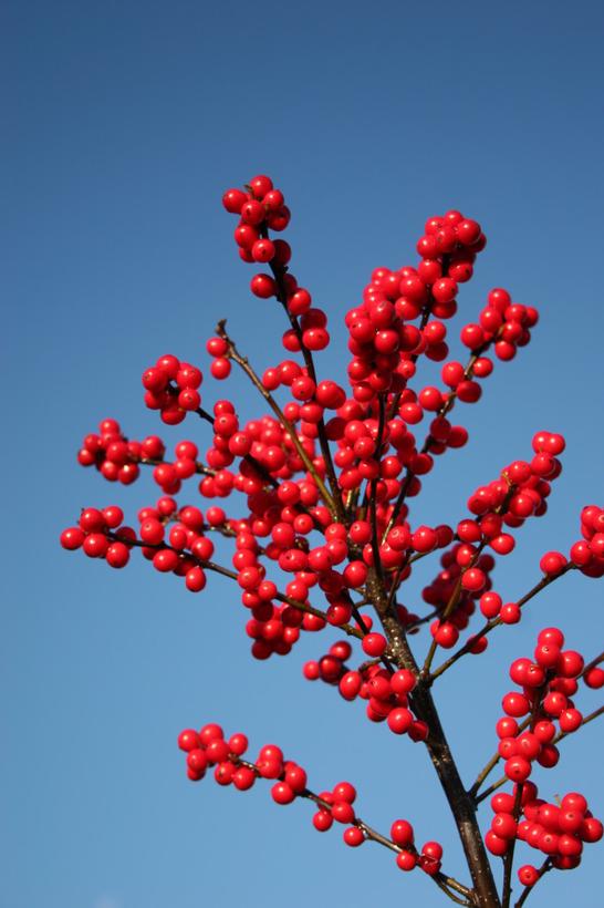 Ilex verticillata Magical® Berry