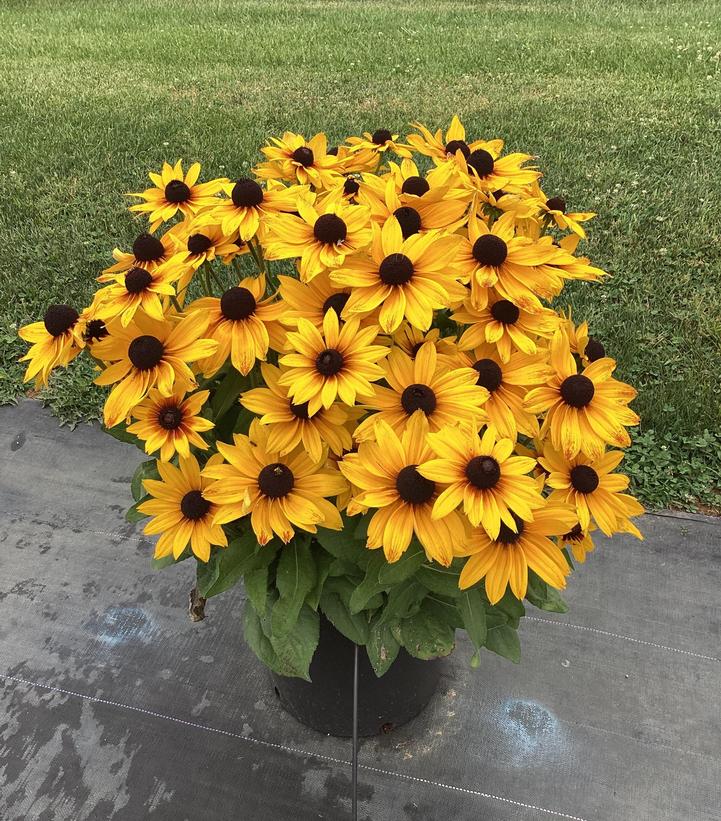 Rudbeckia x Sunbeckia® Marilyn