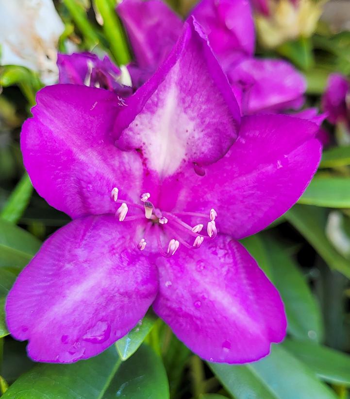Rhododendron cat. Lee's Dark Purple