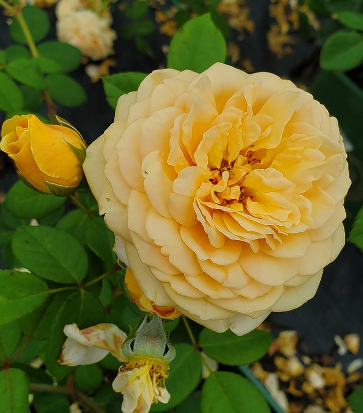 Rosa Teasing Georgia®