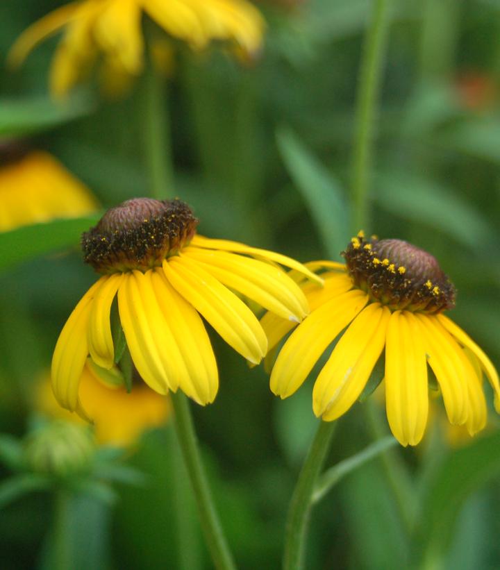 Rudbeckia fulgida 'Viettes Little Suzy'