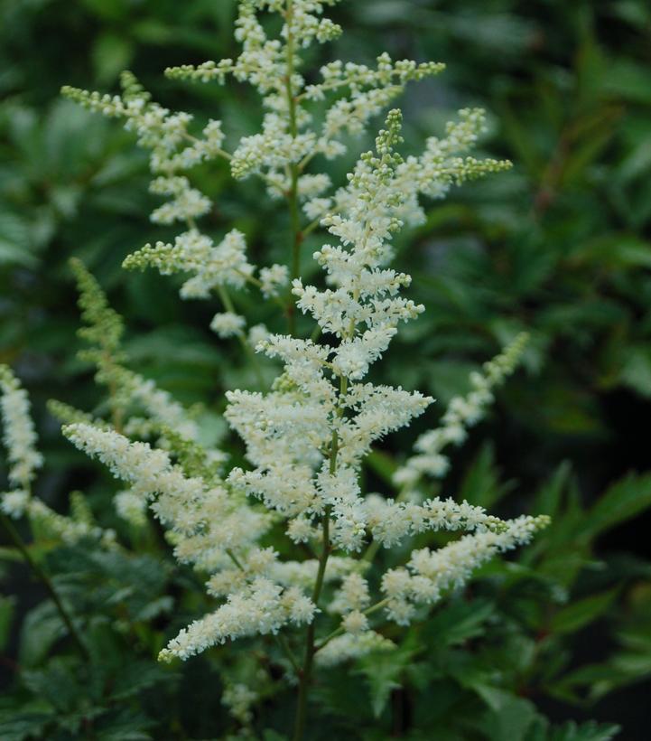 Astilbe arendsii 'Bridal Veil'