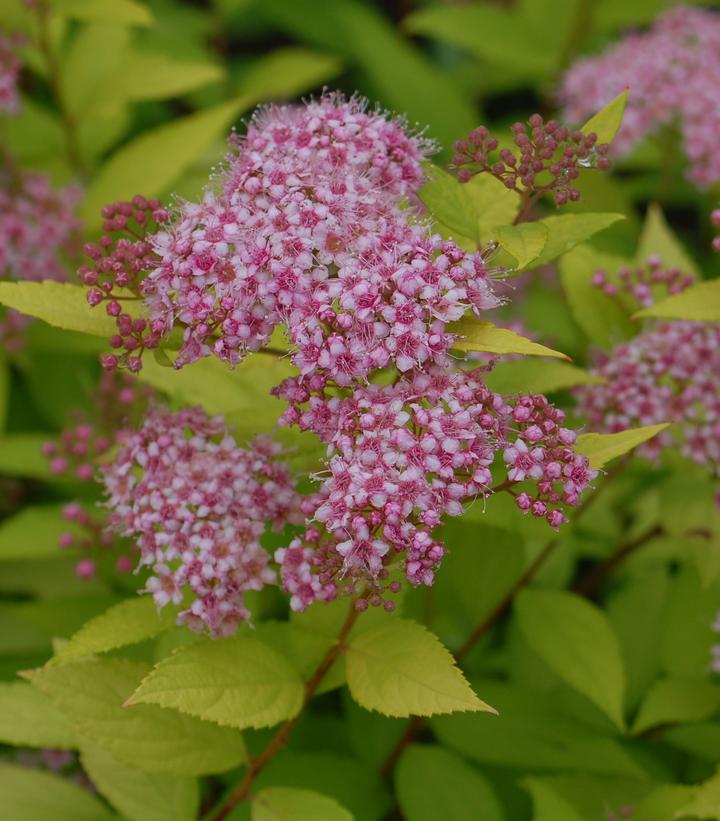 Spiraea bumalda 'Goldmound'