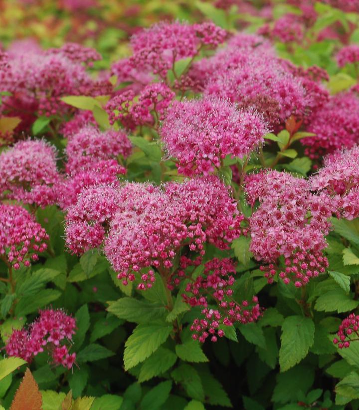 Spiraea japonica 'Magic Carpet'
