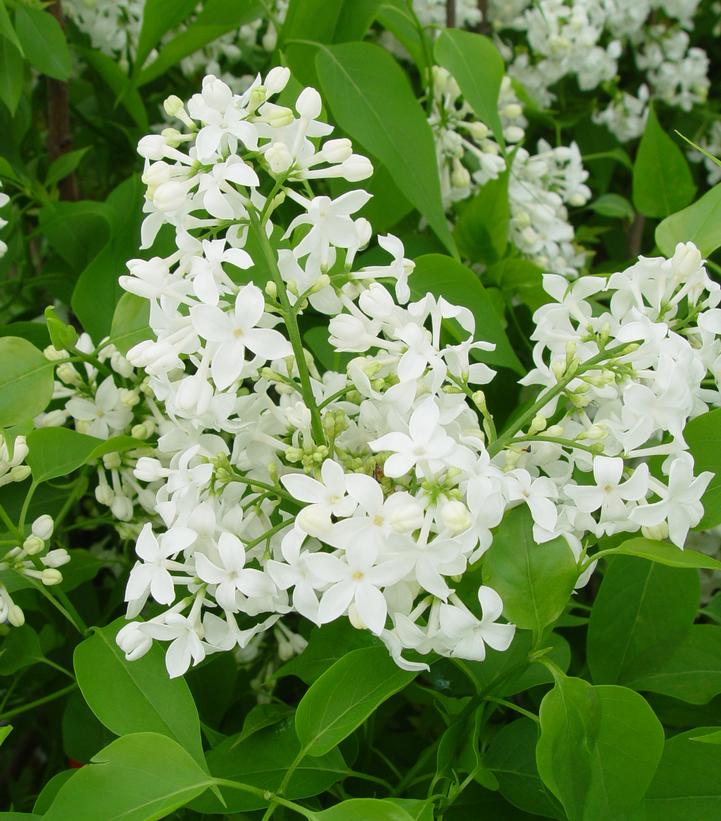 Syringa X hyacinthiflora 'Mount Baker'