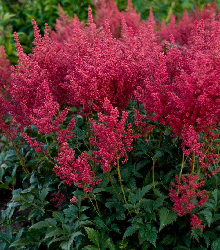 Astilbe japonica 'Montgomery'
