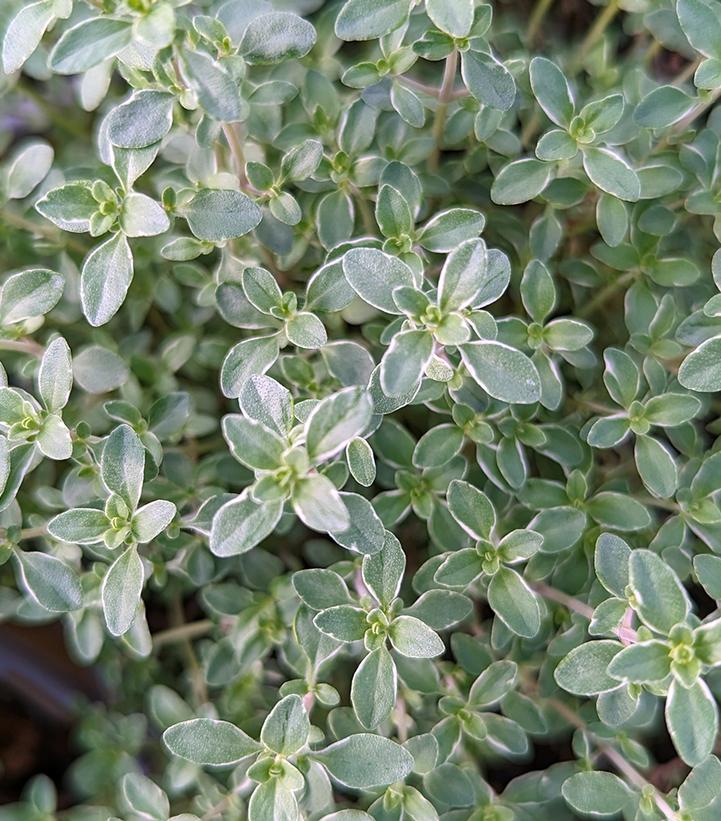 Thymus citriodorus 'Argenteus'