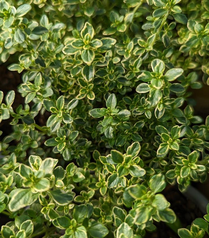 Thymus citriodorus 'Aureus'
