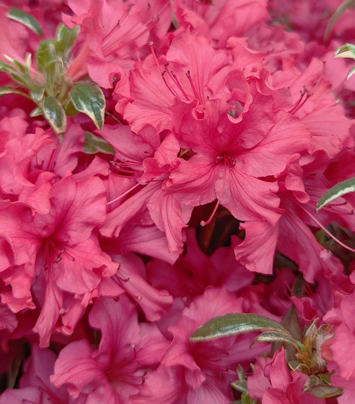 Azalea x 'Arctic Rose'