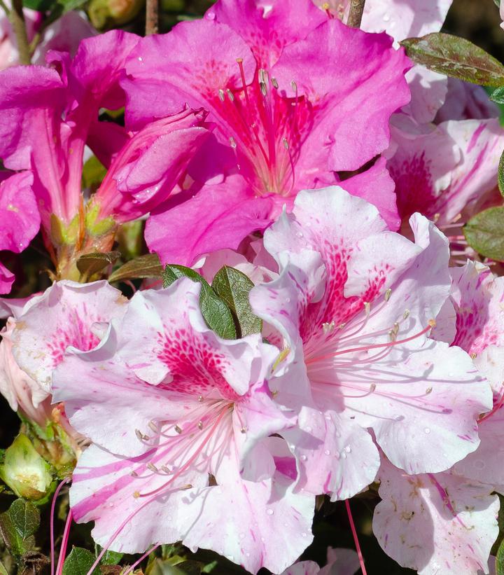 Azalea x Encore® Autumn Twist®