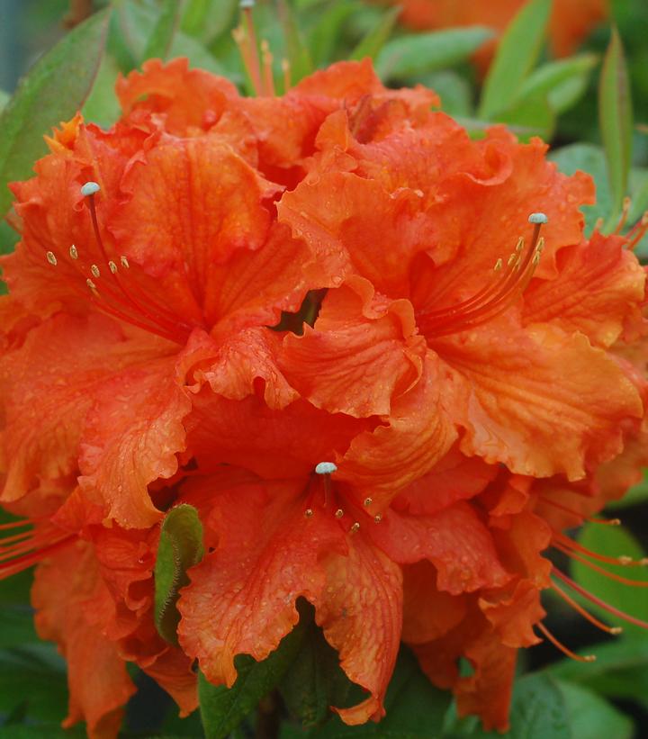 Azalea x 'Gibraltar'