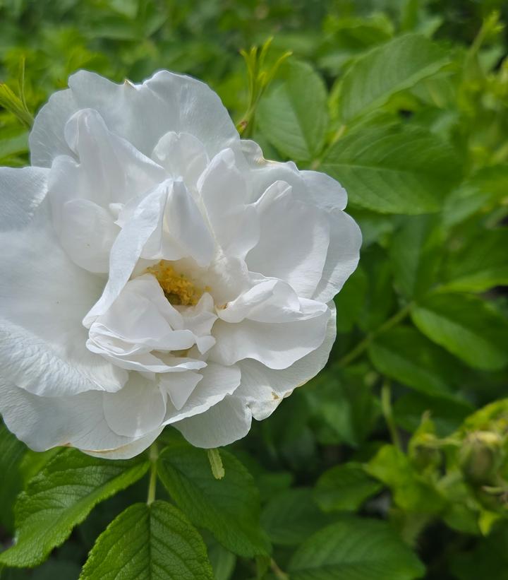 Rosa Blanc Double De Coubert
