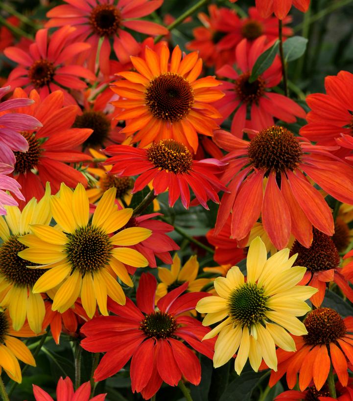 Echinacea x 'Cheyenne Spirit'
