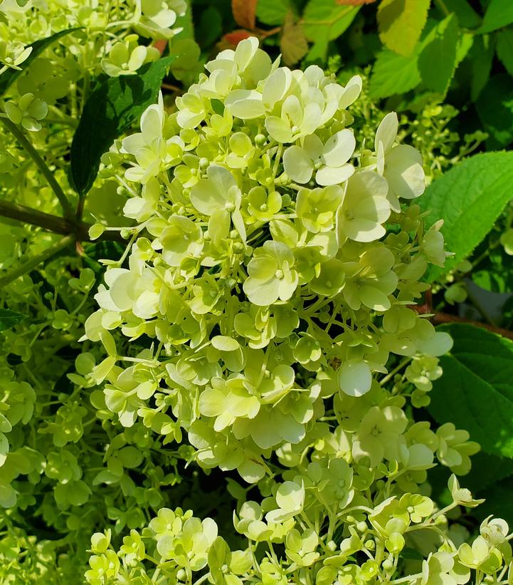 Hydrangea paniculata Bobo®