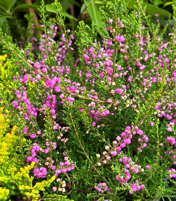 Calluna vulgaris Tib