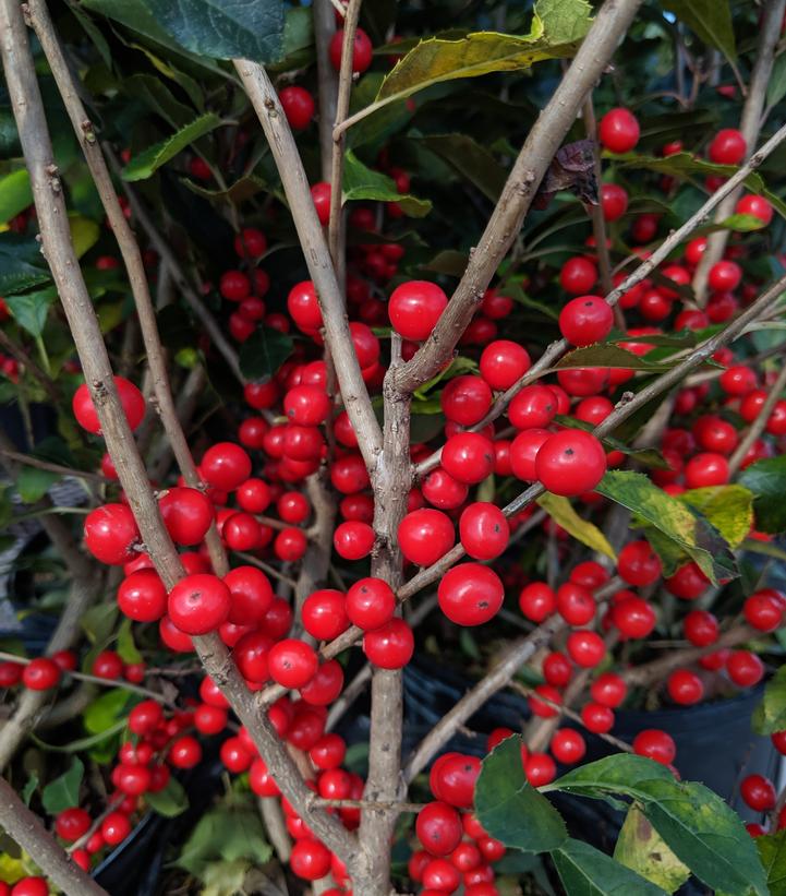 Ilex verticillata 'Red Sprite'