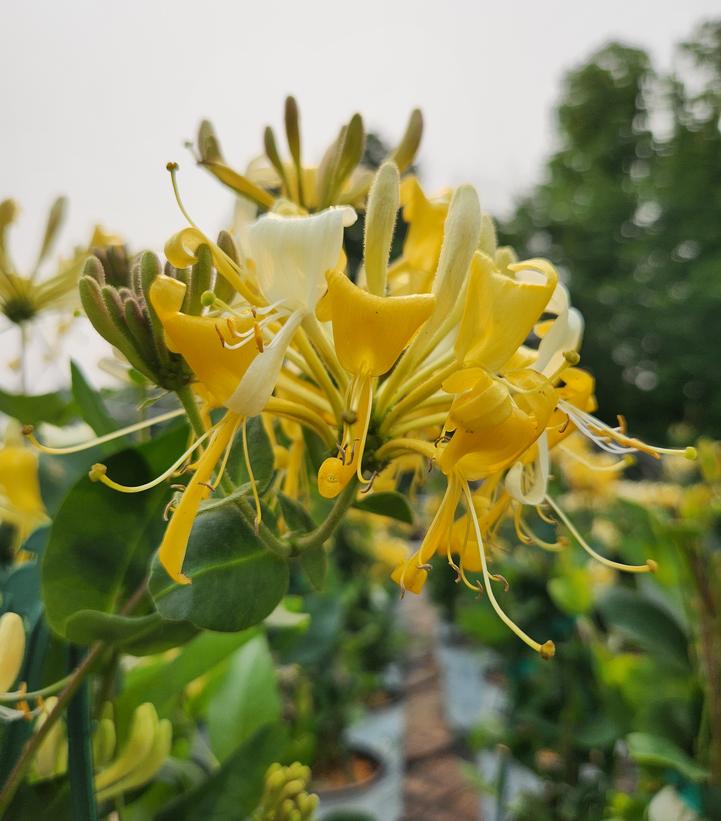 Lonicera periclymenum 'Scentsation'