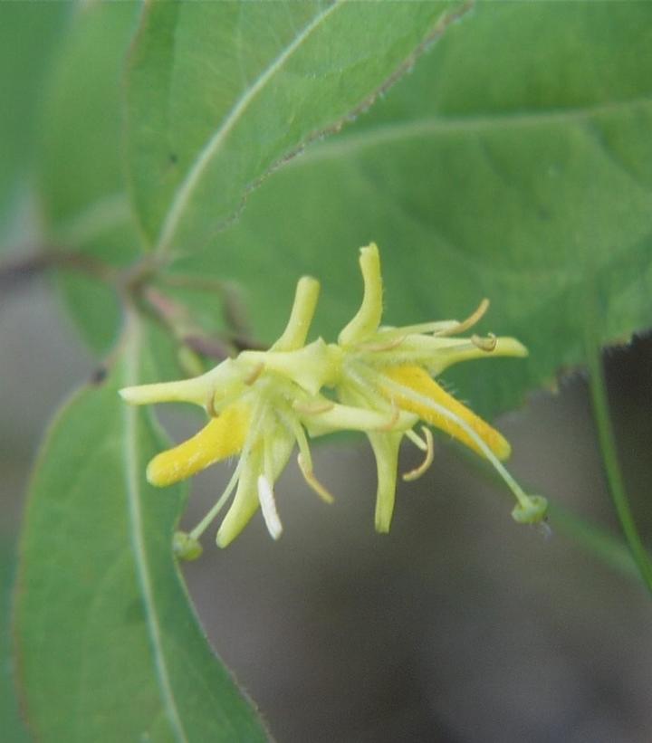 Diervilla lonicera