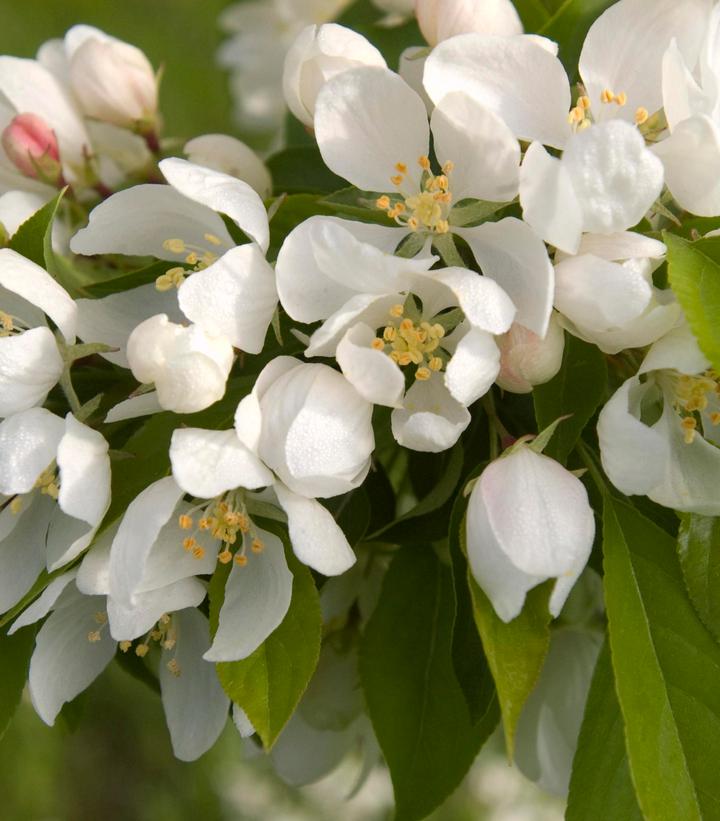 Malus 'Spring Snow'