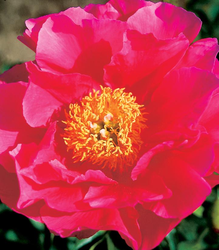 Paeonia lactiflora Paula Fay