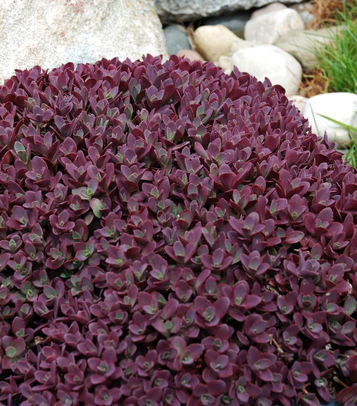 Sedum x Sunsparkler™ Sunsparkler® 'Firecracker'