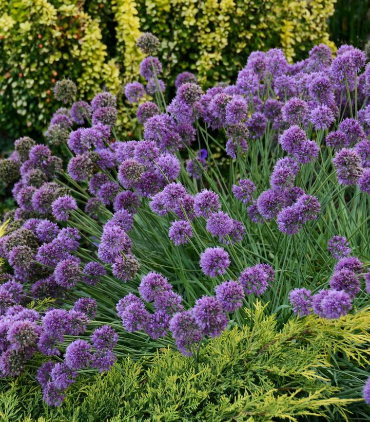 Allium x 'Medusa'