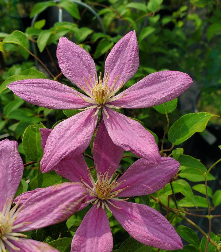 Clematis Sally™
