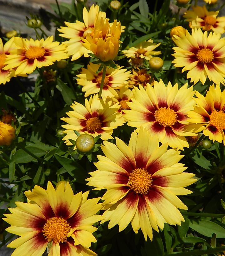 Coreopsis x Li'l Bang™ 'Enchanted Eve'