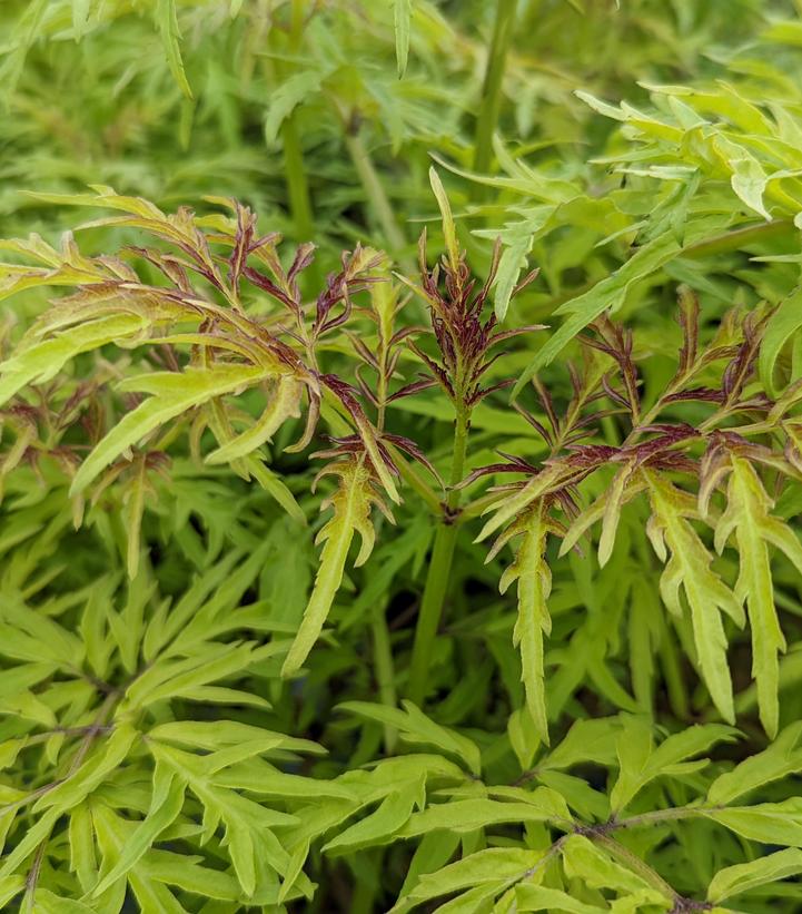 Sambucus racemosa Lemony Lace®
