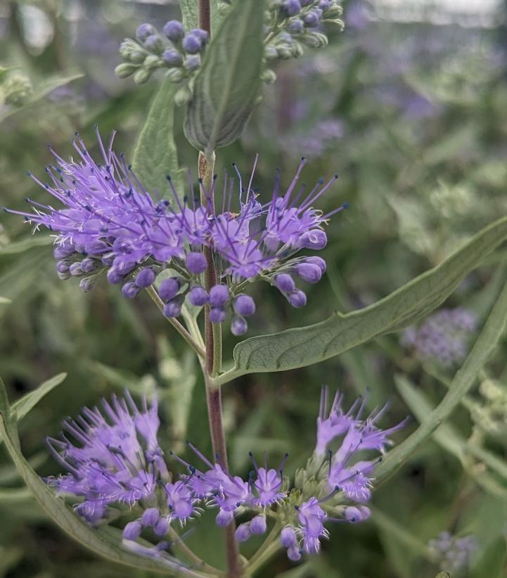 Caryopteris x clandonensis 'Dark Knight'