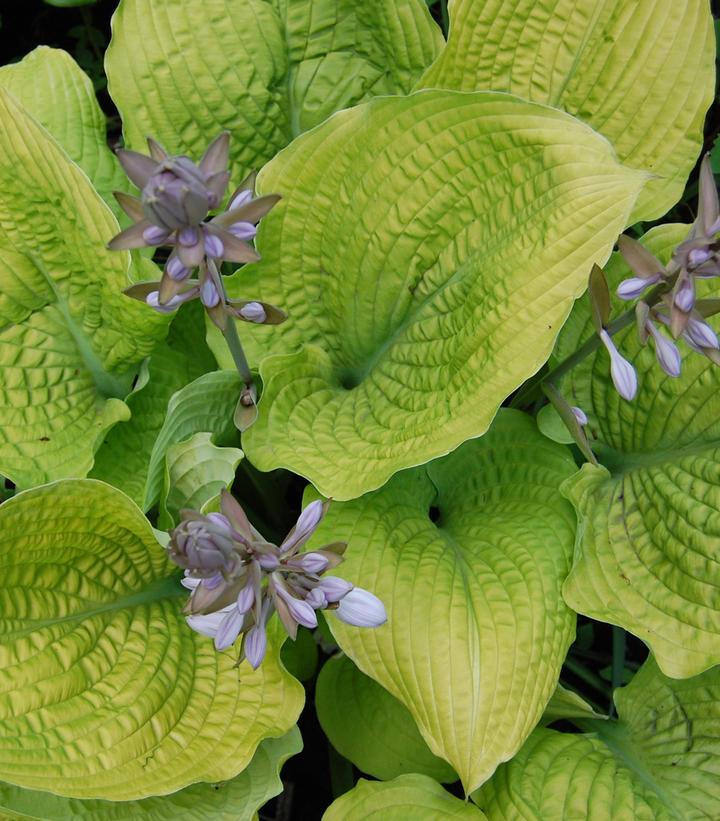 Hosta hybrid Shadowland® Shadowland® Coast to Coast