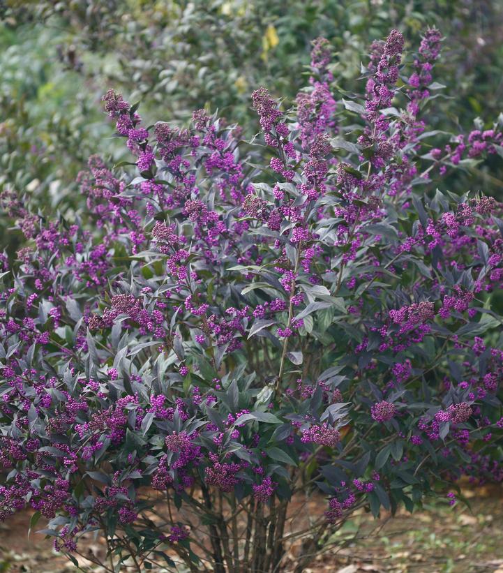 Callicarpa x Pearl Glam®